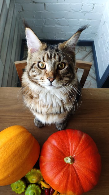 roasted kabocha squash