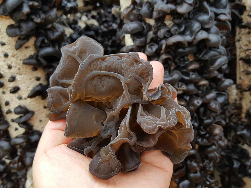wood ear mushroom ramen